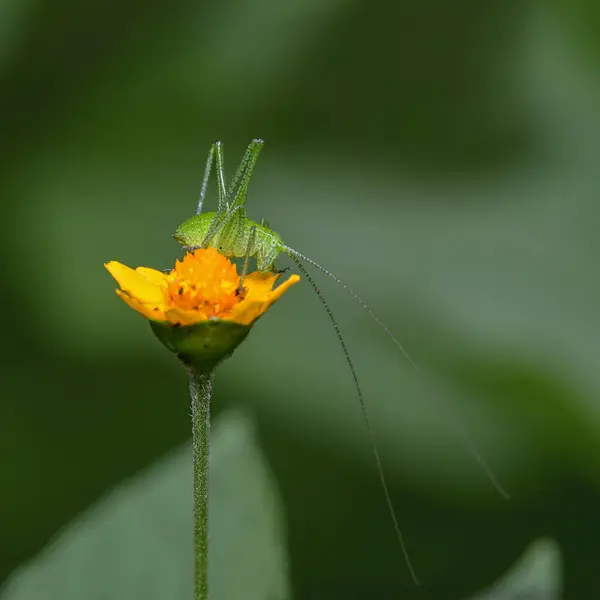 Böcekto polinizando flor, jardinas de Puebla