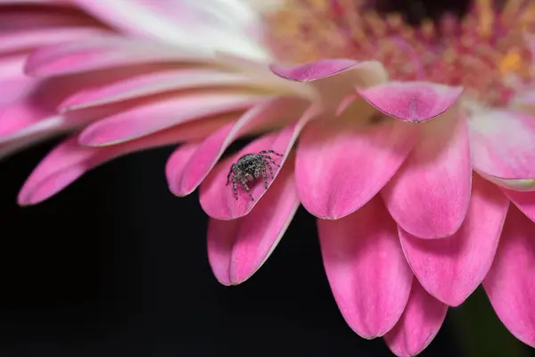 Mudando de flor, araa saltadora. 