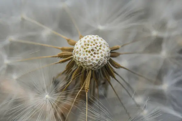 Lente makro flor de plumas, Sopla y vuelan 