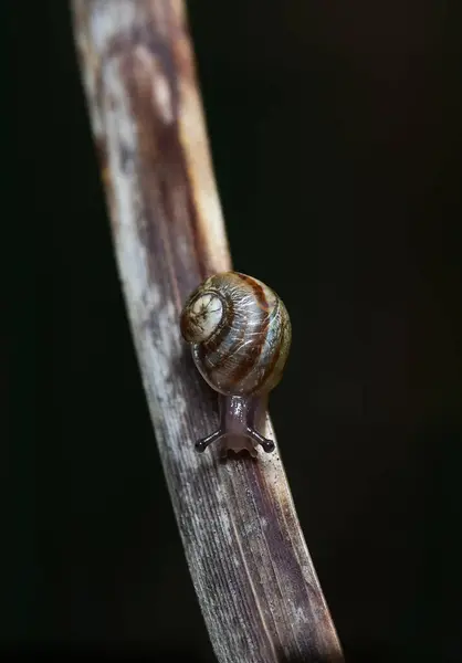 Camino del caracol, miniimalismo en movimiento.