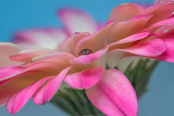 Araa en su habitatı, Flores en lente makro, Jardines Puebla