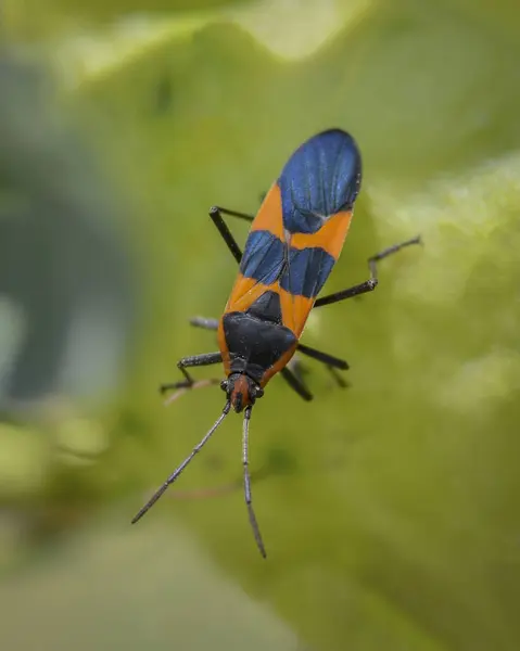 Böcekten çok renkli, makro jardines de Puebla. 