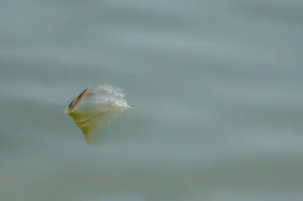 Pluma flotando, lago san Bernardo, Puebla.