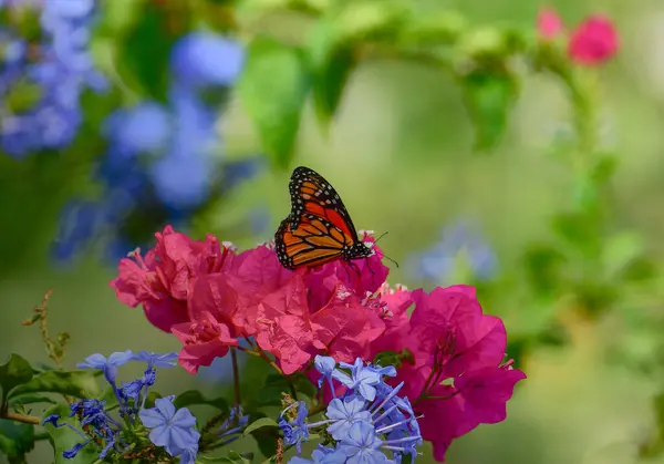Monarch sezonu, bahçe anları