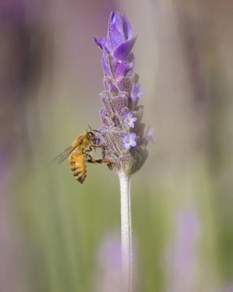 Lavander & Bee ilişkisi, özel anlar