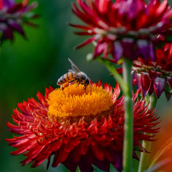 Abeja nafaka, tiempo de comida