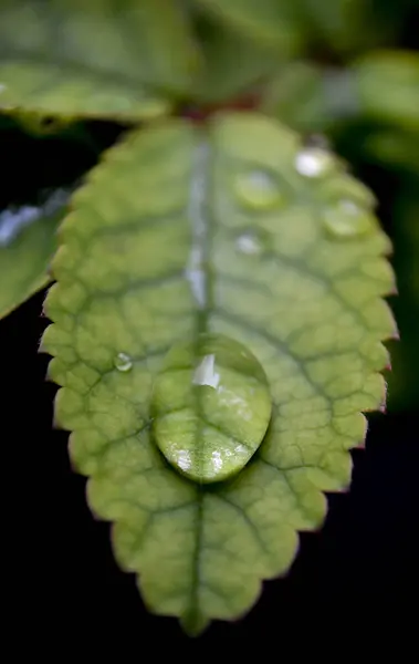 Agua de lluvia abrazada en la naturaleza.