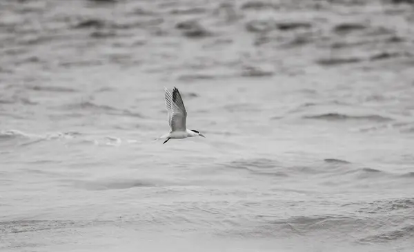 Gaviota marinerası, Bahia de La Paz, BCS. Mxico