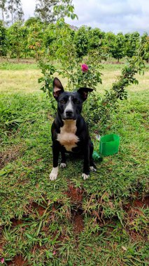 Beyaz göğsü ve pençeleri olan siyah köpek oturuyor. Arkasında çiçek açan bir gül çalısı var. Bull Terrier cinsi köpek..