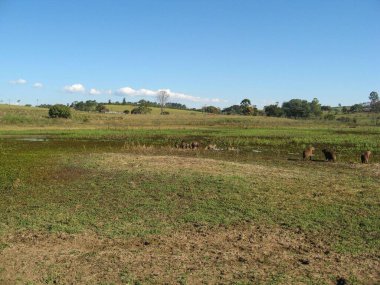 Açık bir günde bataklıkta bir grup kapibara.