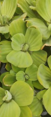 Su bitkisinin oluşturduğu halının havadan görünüşü. Sakin bir göldeki Pistia katmanları..