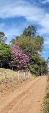 Kırsal toprak yol yemyeşil yeşilliklerle çevrili, yanında yeşil ağaçlar ve pembe çiçekler, mavi ve bulutlu bir gökyüzünün altında. Görüntü, doğanın güzelliğini ve basit kır yaşamını gözler önüne sermek için ideal bir sükunet ve huzur hissi veriyor..