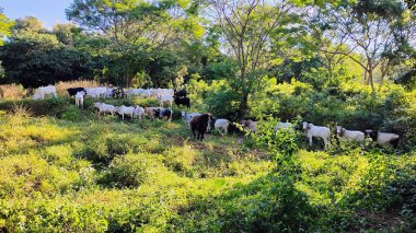 Ağırlıklı olarak siyah ve beyaz sığırların ağaçlar ve çalılarla çevrili verimli bir alanda otladıkları sakin bir manzara. Güneşli gün kırsal araziyi aydınlatıyor, doğayla uyum ve sükuneti iletiyor..