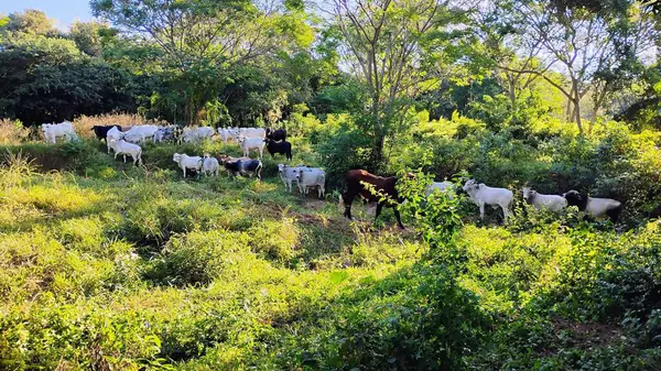 Siyah ve beyaz inekler de dahil olmak üzere çeşitli renklerde sığır sürüleri ağaçlar ve yemyeşil bitkilerle çevrili yeşil bir alanda otluyorlar. Sahne, doğayla barışı ve huzuru çağrıştırıyor, kırsal yaşamı gözler önüne seriyor..