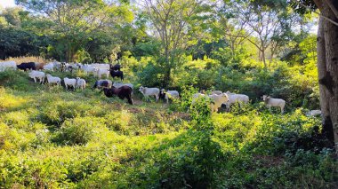 Yeşil yapraklar ve sık ağaçlarla çevrili, yemyeşil bir doğal ortamda otlayan bir grup sığırın huzurlu görüntüsü, kırsal kesimde bir huzur hissi uyandırıyor..