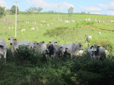 Mavi gökyüzünün altında bulutlu yeşil bir tarlada otlayan beyaz bir sığır sürüsü. Sahne, arka planda ağaçlar ve kırsal bir manzarayla kırsal kesimin huzurunu yakalıyor..