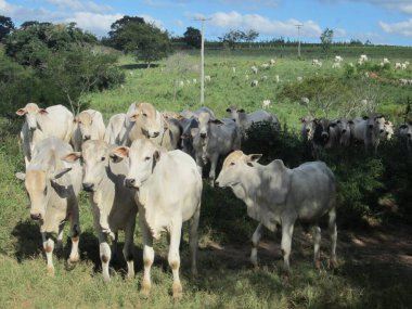 Uçsuz bucaksız yeşil bir alanda otlayan beyaz sığırların güzel bir görüntüsü. Hayvanlar, dağınık beyaz bulutlarla açık mavi bir gökyüzüne karşı durarak barışçıl ve kırsal bir manzara yaratıyorlar. Ayarlar, doğayla bir barış ve bağ hissi uyandırıyor..
