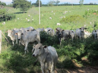 Mavi bir gökyüzünün altında yemyeşil bir tarlada otlayan beyaz sığır sürüsünün huzurlu bir görüntüsü. Güneş ışığı, inekleri kırsal araziye dağılırken aydınlatır, yaşamı ve doğayı sembolize eder..