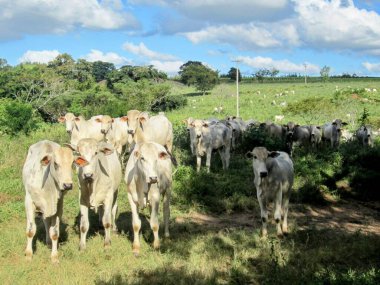 Mavi gökyüzünün altında, beyaz bulutlarla bezenmiş yeşil bir tarlada huzur içinde otlayan bir sürü..