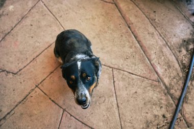 Gülümseyen bir köpek dışarıda oturuyor..