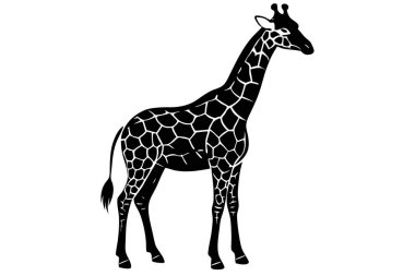 Dünya üzerindeki en uzun memeliler olan zürafaların yer aldığı zarif vektör illüstrasyonlarının bir koleksiyonu. Bu görkemli yaratıklar çeşitli pozlarda ve ortamlarda tasvir edilir. Uzun boyunlarını, benekli şekillerini ve zarif hareketlerini sergilerler.. 