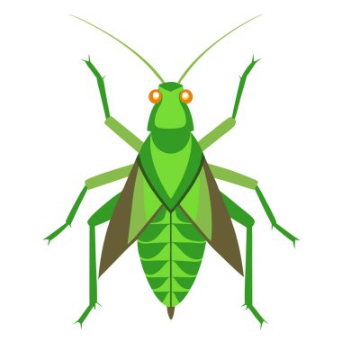 Sinek katydidlerin, kamuflaj ve kılık değiştirme ustalarının büyüleyici dünyasını gösteren detaylı bir vektör çizimi koleksiyonu. Bu büyüleyici böcekler çeşitli pozlarda ve ortamlarda tasvir edilir.. 