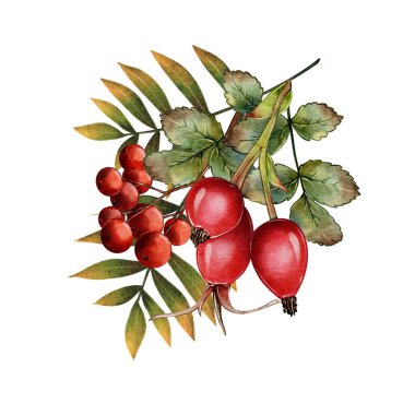 Autumn composition rose hips and mountain ash. High quality illustration On a white background with leaves. Can be used as decor, for printing, in typography, in textiles clipart