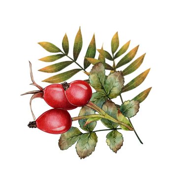 Yapraklı bir gül ağacı dalı. Yüksek kalite suluboya çizimi