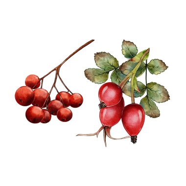 Sonbahar seti Red Rowan böğürtlen ve gül kalçası. Beyaz arkaplan üzerine suluboya çizimi. Parfümler, ev için, tipografi baskısı, tekstil