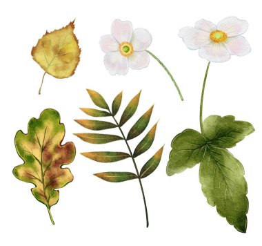 Beyaz şakayık çiçekleri ile sonbahar kompozisyonu, dağ külleri, meşe ve huş ağaçlarının kuru sarı yaprakları...