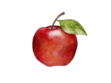 Kırmızı Elma, suluboya resimli beyaz bir arka plan. Meyve suyu, sıcak şarap, tarifler, Charlotte, reçel, reçel, pusula. Bahçede hasat edin. Tipografi, tekstil yazdırılıyor