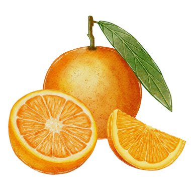 Beyaz arka planda turuncu, suluboya resim. Meyve suyu, sıcak şarap, tarifler, Charlotte, reçel, reçel, pusula. Bahçede hasat edin. Tipografi, tekstil yazdırılıyor