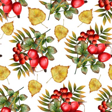 Güz kuşunun, gülün, kırmızı böğürtlenlerin kusursuz deseni. Beyaz arkaplanda suluboya çizimi. Baskı, tekstil, tabak, duvar kağıdı için.