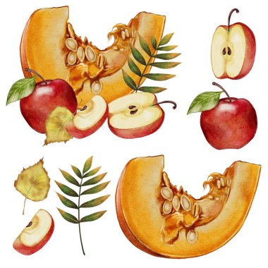 Kırmızı elmalarla balkabağı dilimini hazırla. Yüksek kalite çizim. Beyaz bir arka planda. Sonbahar seti, hasat, dekorasyon, tasarım. Yemek pişirme, tipografi, çıkartmalar, tekstil için. Tarifler için İçindekiler