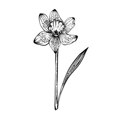 Bahar Çiçeği Narsisleri. Beyaz arkaplanda vektör illüstrasyonu. Çiçekçi dükkanları, parfüm etiketleri, kozmetik ürünleri, ambalajlama, tipografi, tekstil, sofra eşyaları. Ev için güzel kokular. Şenlikli buketler