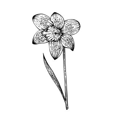 Bahar Çiçeği Narsisleri. Beyaz arkaplanda vektör illüstrasyonu. Çiçekçi dükkanları, parfüm etiketleri, kozmetik ürünleri, ambalajlama, tipografi, tekstil, sofra eşyaları. Ev için güzel kokular. Şenlikli buketler