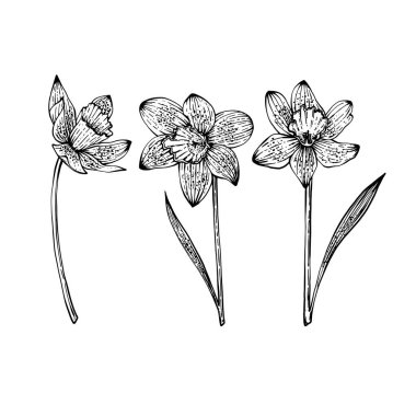 Bahar Çiçeği Narsisleri. Beyaz arkaplanda vektör illüstrasyonu. Çiçekçi dükkanları, parfüm etiketleri, kozmetik ürünleri, ambalajlama, tipografi, tekstil, sofra eşyaları. Ev için güzel kokular. Şenlikli buketler