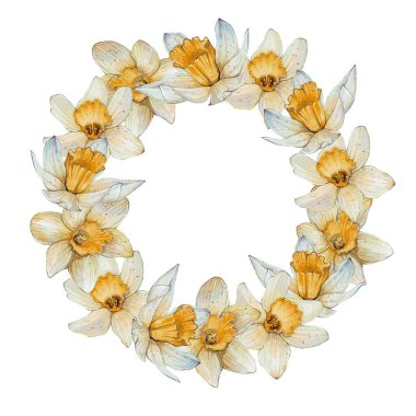 Yuvarlak çelenk, sarı nergis çerçevesi beyaz arka planda. İdeal, kartvizitler, kartpostallar, etiketler, davetiyeler. Paketleme, çiçekçilik için tasarım. Bahar, Paskalya çiçekleri