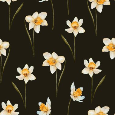 Kusursuz suluboya desenli Bahar Çiçekleri Narsisleri. Koyu bir arka planda çizim. Tasarım çiçek dükkanları, parfüm etiketleri, kozmetik, ambalaj, tipografi, tekstil, sofra eşyaları. 