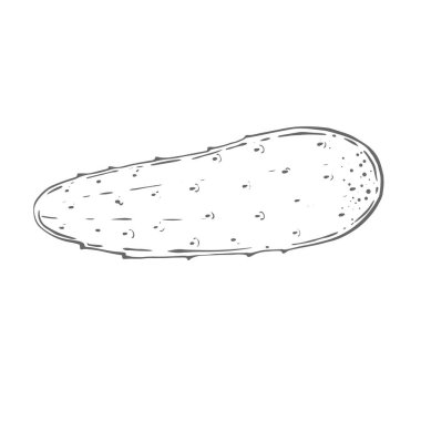 Yeşil taze salatalık, büyük, küçük. Beyaz arka planda suluboya yüksek kalitede resimlendirme menülerde, tariflerde, salatalarda, yemek pişirmede, hasatta, sebzelerde, bahçedeki sebzelerde kullanılabilir..