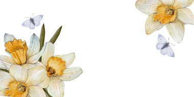 Suluboya Sancak, Bahar Çiçekleri 'nin kartpostalı Narcissus. Beyaz arka planda. Çiçekçi, parfüm etiketi, kozmetik, tipografi, tekstil için tasarım. Ev için güzel kokular. Davet için mükemmel 