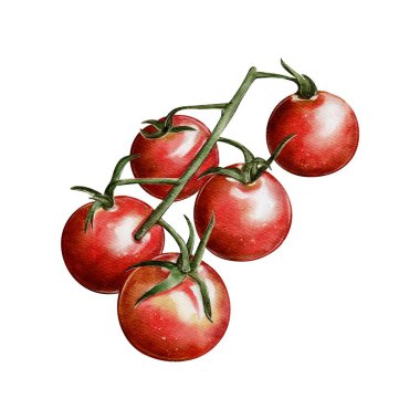 Olgun kırmızı domates dalının suluboya çizimi. Çizim, ayrıntılı röfleler ve gölgelerle gerçekçi bir tarzda yaratıldı. Paketleme, menü tasarımı, posterler için uygun.