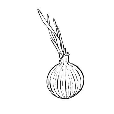 Filizlenen bir soğanın siyah ve beyaz vektör çizimi. Yemek kitapları, ambalaj, tasarım, çizimler, logolar, baskılar ve eğitim materyalleri için elverişli.