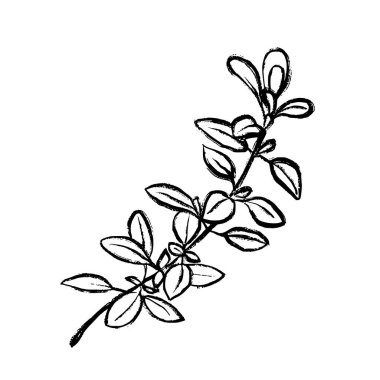 Bir kekik dalının siyah ve beyaz vektör çizgisi. Mutfak projeleri, ambalaj, logolar, restoran tasarımı, menüler ve doğal ürünler için ideal.
