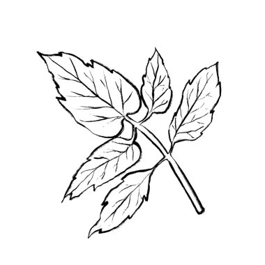 Domates yaprağının vektör çizimi. Ambalaj tasarımı, logolar, kartpostallar, baskılar, tekstil, menü dekorasyonu, web tasarımı ve botanik kompozisyonları için elverişli.
