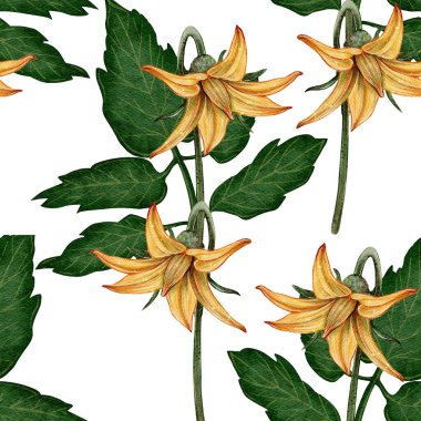 Çiçekler ve domates yapraklarıyla kusursuz suluboya deseni. Tekstil, ambalaj, duvar kâğıdı, mutfak tasarımı, restoran markalaşması, kartpostallar, koleksiyon defteri ve basılı ürünler için elverişli.