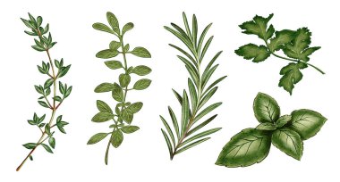 Taze bitkilerin suluboya çizimi: biberiye, kekik, kekik ve kişniş. Paketleme ve menüler, reklam ve yemek kitapları, iç tasarım ve tekstil için elverişli.