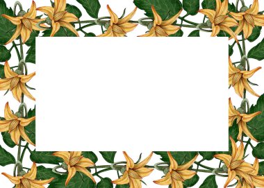 Domates çiçekli suluboya çerçeve ve beyaz arka planda yeşil yapraklar. Kartpostallar, menüler, ambalajlar ve mutfak projeleri için mükemmel..