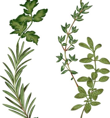 Biberiye, kekik, kişniş ve diğer otlardan oluşan dikey çizgili suluboya deseni. Paketleme, tekstil, mutfak, restoran ve gastronomik tasarım için ideal.