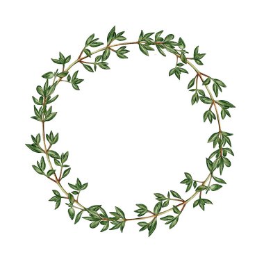 Beyaz arka planda taze kekik çelengi. Paketleme, menüler, tarifler, gıda tasarımı, organik ürünler ve dekorasyon için mükemmel.